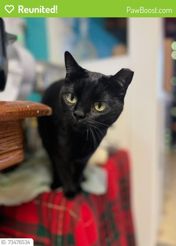 Reunited Female Cat last seen Near Howe Ave, Sacramento, CA 95821, USA, Sacramento, CA 95821