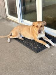 Lost Male Dog last seen Ridge Road and Bates Road, Amador County, CA 95685