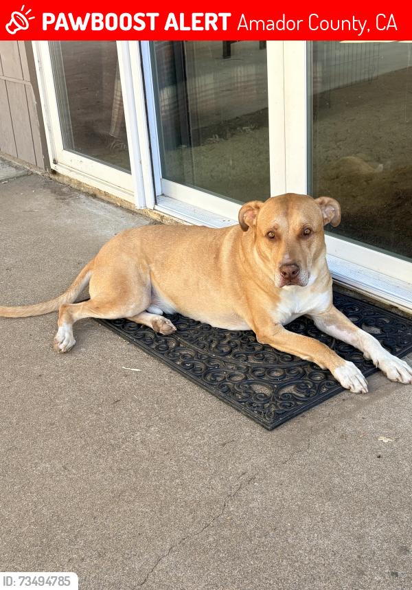 Lost Male Dog last seen Ridge Road and Bates Road, Amador County, CA 95685