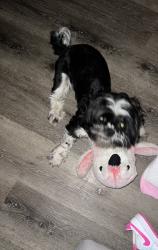 Lost Male Dog last seen 8th avenue and McDonald, Mesa, AZ 85210