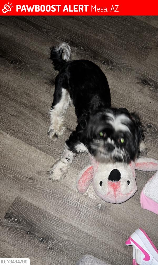 Lost Male Dog last seen 8th avenue and McDonald, Mesa, AZ 85210