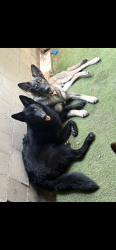 Lost Female Dog last seen State mission. And holt Ramona Pomona, Pomona, CA 91766