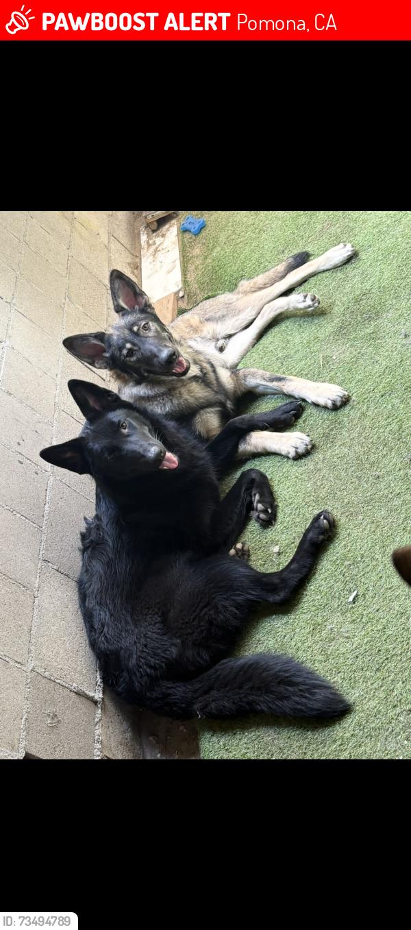 Lost Female Dog last seen State mission. And holt Ramona Pomona, Pomona, CA 91766