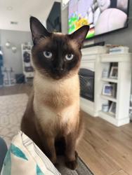 Reunited Male Cat last seen Near, Horry County, SC 29588