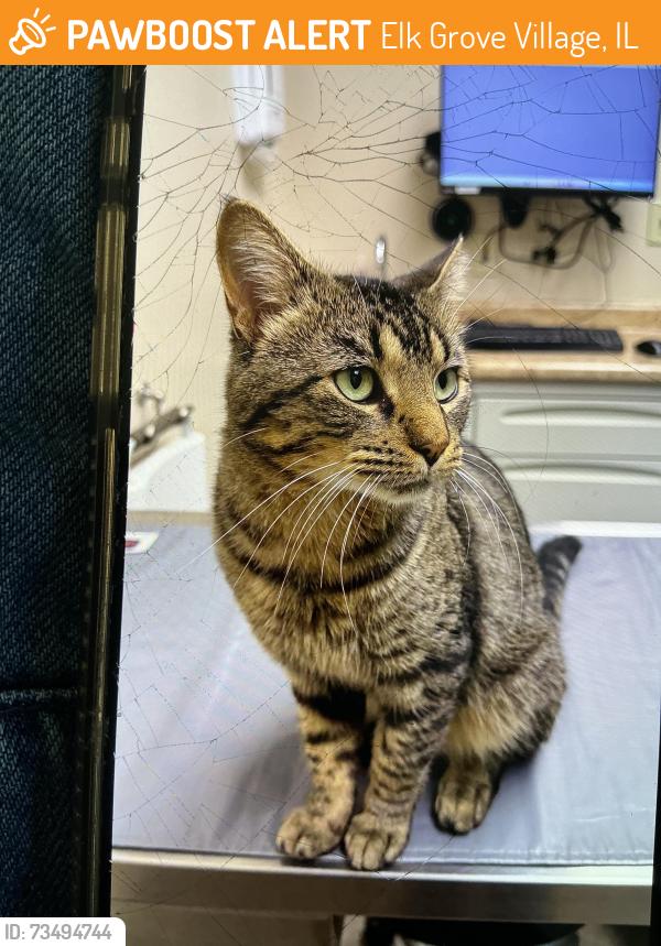 Found/Stray Male Cat last seen Rohwling road/ Timber drive, Elk Grove Village, IL 60007