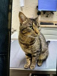 Found/Stray Male Cat last seen Rohwling road/ Timber drive, Elk Grove Village, IL 60007