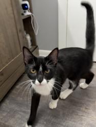 Found/Stray Unknown Cat last seen Sandhurst Dr and Averill Dr, Lansing, MI 48911