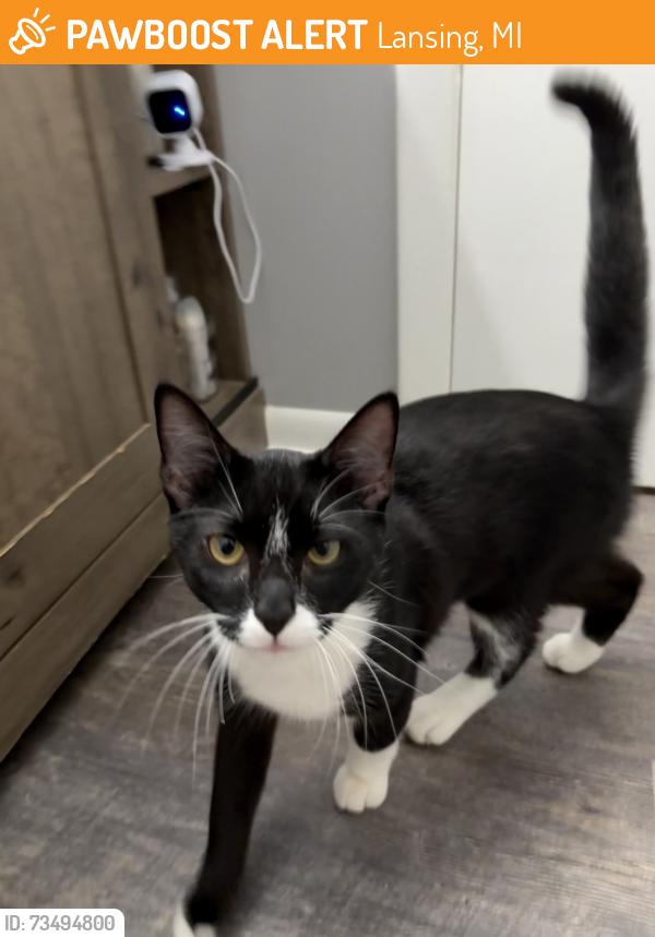 Found/Stray Unknown Cat last seen Sandhurst Dr and Averill Dr, Lansing, MI 48911