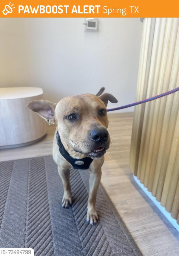 Found/Stray Male Dog last seen Collins Park Softball Fields, Spring, TX 77379