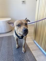 Found/Stray Male Dog last seen Collins Park Softball Fields, Spring, TX 77379