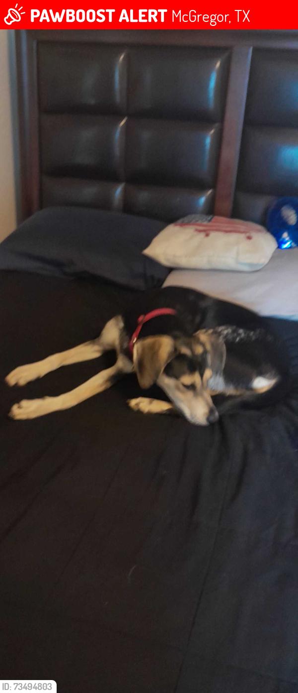 Lost Female Dog last seen Hey 84 Mcgregor Tx, McGregor, TX 76657