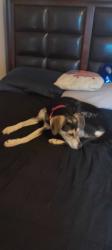 Lost Female Dog last seen Hey 84 Mcgregor Tx, McGregor, TX 76657
