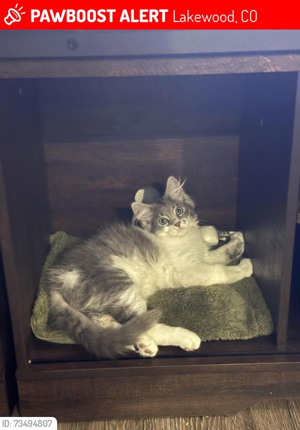 Lost Male Cat last seen Near W Ohio Ave, Lakewood CO, Lakewood, CO 80226