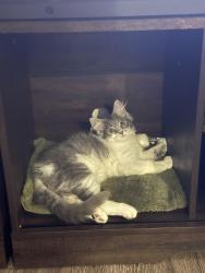 Lost Male Cat last seen Near W Ohio Ave, Lakewood CO, Lakewood, CO 80226