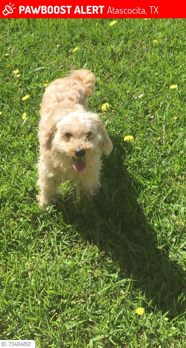 Lost Female Dog last seen Near tree moss pl, Atascocita, TX 77346