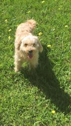 Lost Female Dog last seen Near tree moss pl, Atascocita, TX 77346