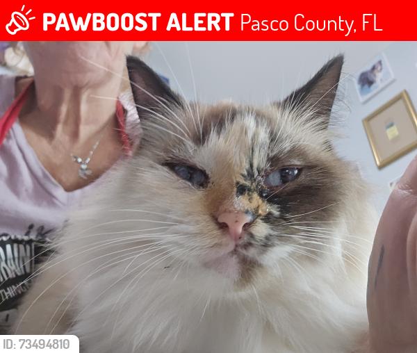 Lost Female Cat last seen Dade City, Pasco County, FL 33523