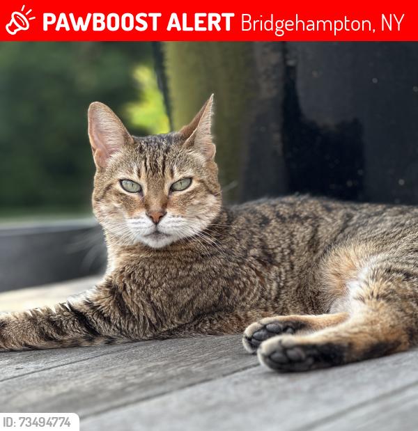 Lost Female Cat last seen Halsey Lane, Bridgehampton, NY 11932