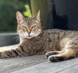Lost Female Cat last seen Halsey Lane, Bridgehampton, NY 11932