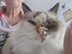 Lost Female Cat last seen Dade City, Pasco County, FL 33523