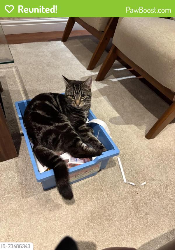 Reunited Male Cat last seen Thimblemill roundabout, West Midlands, England 