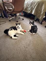 Lost Male Cat last seen Bunson and Cruiser, Belgrade, MT 59714