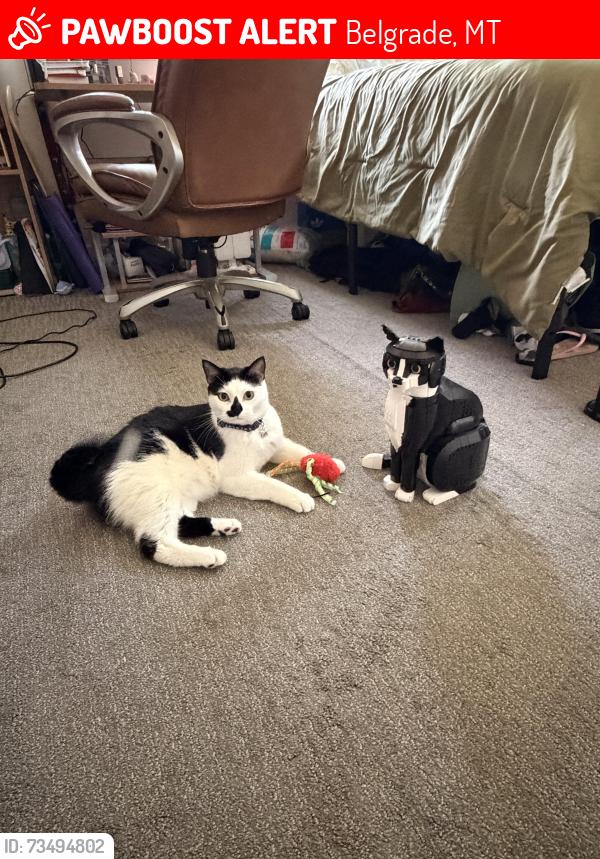 Lost Male Cat last seen Bunson and Cruiser, Belgrade, MT 59714