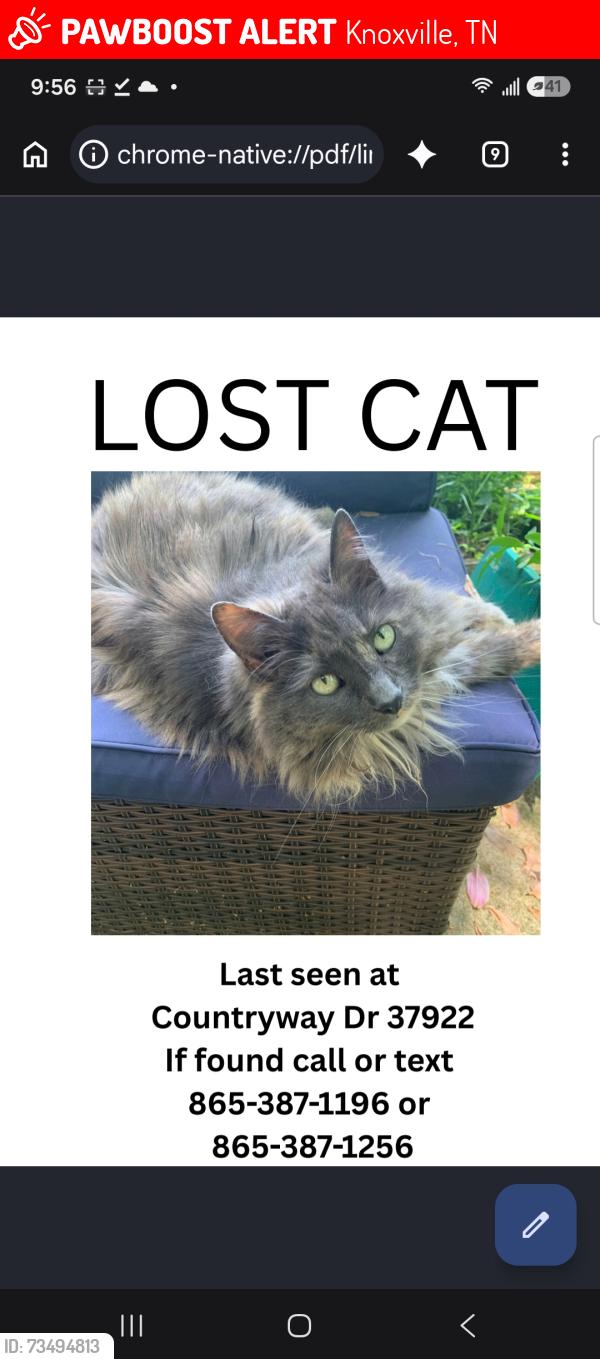 Lost Female Cat last seen Bluegrass, Knoxville, TN 37931