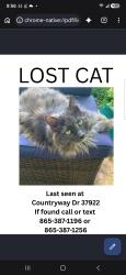 Lost Female Cat last seen Bluegrass, Knoxville, TN 37931