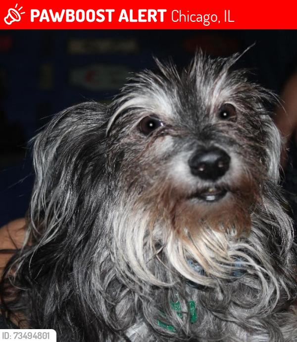 Lost Male Dog last seen Springfield and Wrightwood, Chicago, IL 60647