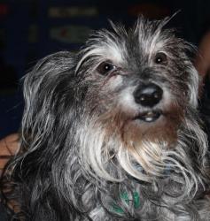 Lost Male Dog last seen Springfield and Wrightwood, Chicago, IL 60647
