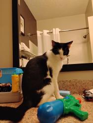 Lost Male Cat last seen Near Rd, near Extended Stay America hotel and Buffalo Niagara International Airport, Cheektowaga, NY., Buffalo, NY 14225