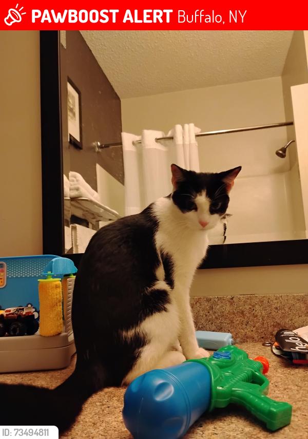 Lost Male Cat last seen Near Rd, near Extended Stay America hotel and Buffalo Niagara International Airport, Cheektowaga, NY., Buffalo, NY 14225