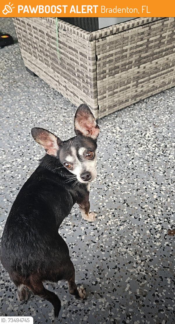 Found/Stray Unknown Dog last seen Wawa 2509 Cortez Rd W, Bradenton, FL 34207 near waffle hse, Bradenton, FL 34207