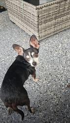 Found/Stray Unknown Dog last seen Wawa 2509 Cortez Rd W, Bradenton, FL 34207 near waffle hse, Bradenton, FL 34207