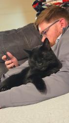 Reunited Male Cat last seen Jonathan and Prospect, Strongsville, OH 44149