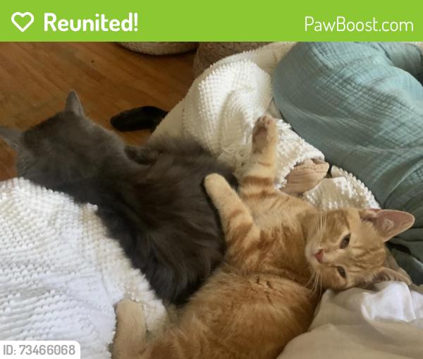 Reunited Male Cat last seen Near des érables, Montréal, QC H2H 2E7