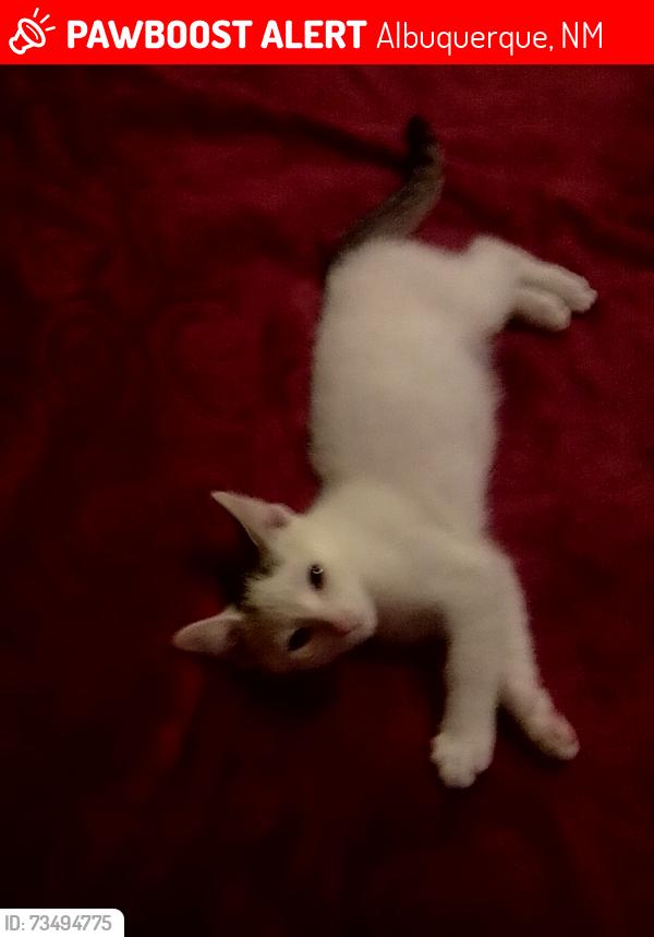 Lost Male Cat last seen End of Barcelona by the ditch and River, Albuquerque, NM 87105