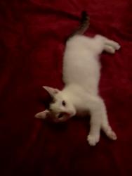 Lost Male Cat last seen End of Barcelona by the ditch and River, Albuquerque, NM 87105