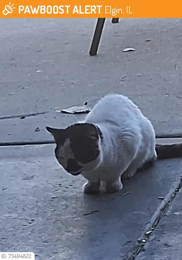 Found/Stray Unknown Cat last seen Longford, Elgin, IL 60120
