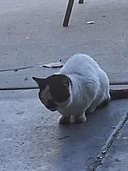 Found/Stray Unknown Cat last seen Longford, Elgin, IL 60120