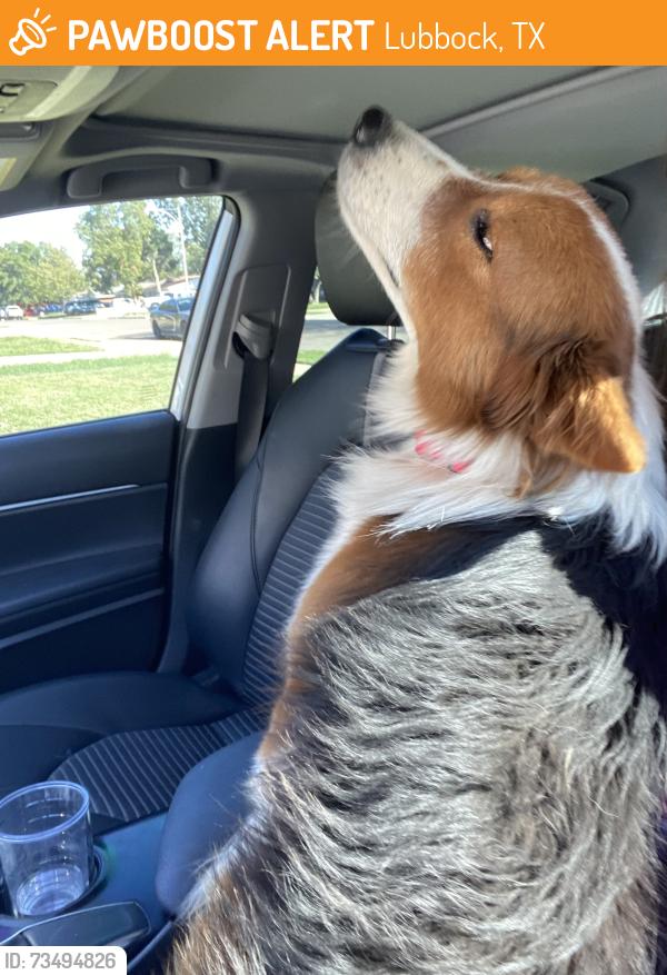 Found/Stray Male Dog last seen At the market street gas station., Lubbock, TX 79407
