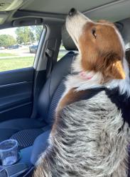 Found/Stray Male Dog last seen At the market street gas station., Lubbock, TX 79407