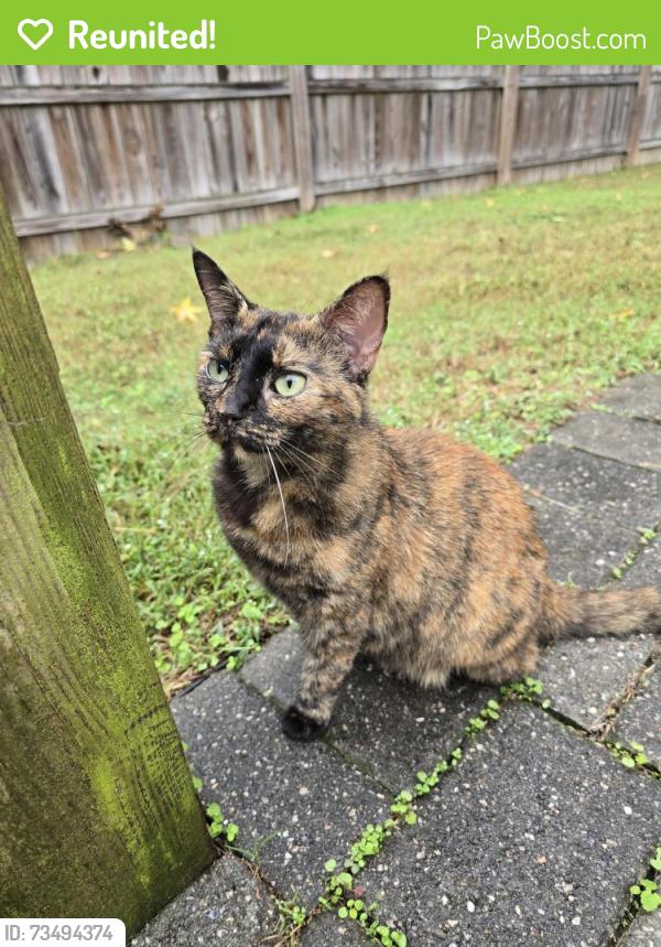 Reunited Female Cat last seen Mill Park Drive & Hungary Road, Henrico County, VA 23060