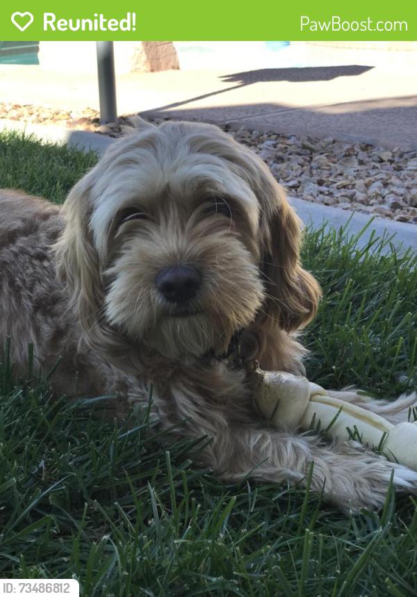 Reunited Male Dog last seen Charleston and Sloan, Las Vegas, NV 89110