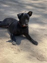 Reunited Male Dog last seen Eagle Rock Church, Menifee, CA 92584
