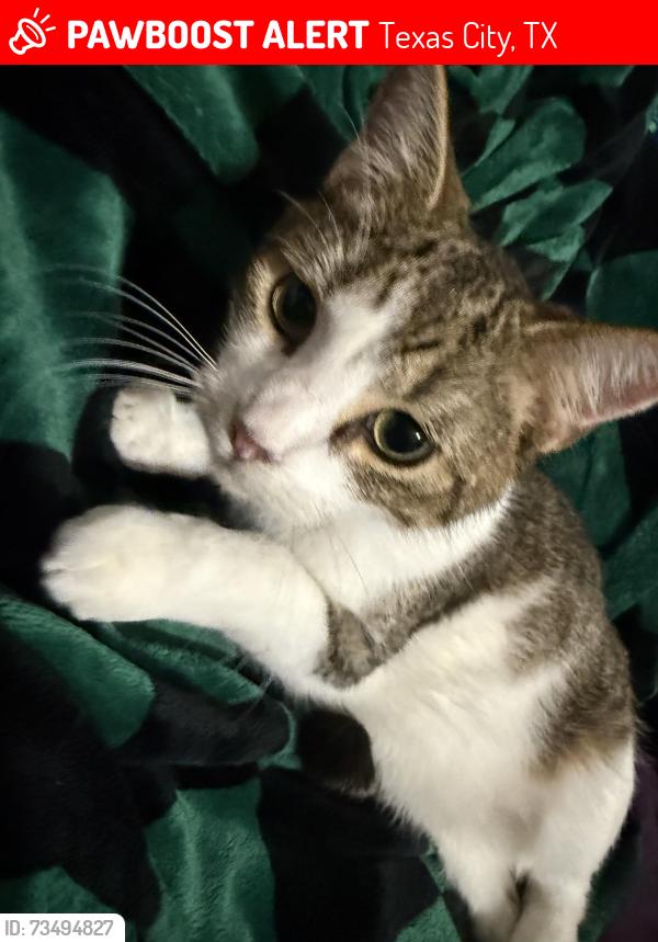 Lost Male Cat last seen Hummingbird And Bluejay, Texas City, TX 77591