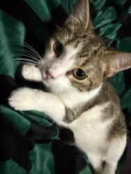 Lost Male Cat last seen Hummingbird And Bluejay, Texas City, TX 77591