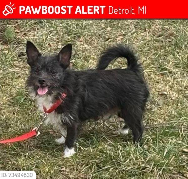 Lost Male Dog last seen Jefferson, Detroit, MI 48215