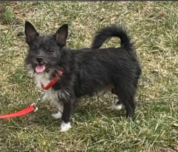 Lost Male Dog last seen Jefferson, Detroit, MI 48215